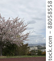 Sakura Sakuranamiki Park 88058558