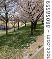 Sakura Sakuranamiki Park 88058559
