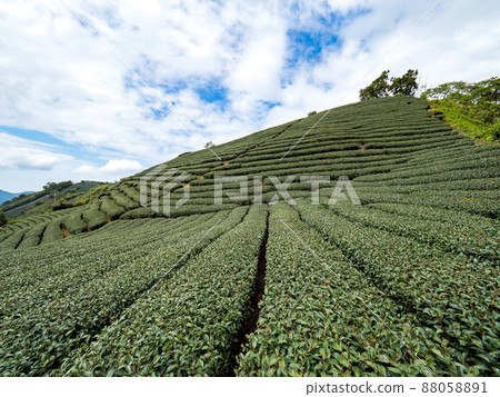 Beautiful Alishan tea garden view, compatible tea products and active design philosophy 88058891