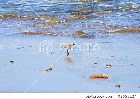 千葉縣南谷海岸藍天海岸白鴴 千葉縣南谷海岸藍天海岸白鴴 88059124