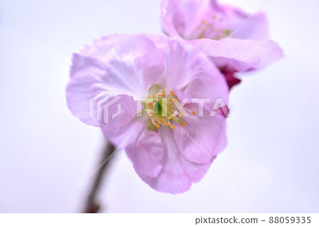 Graceful woman 88059335