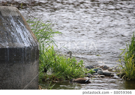 Ducks feeding around the weir 88059366