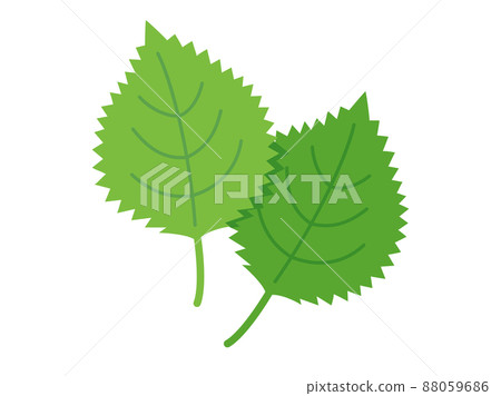 Illustrations with the image of Ooba, Shiso, and Aojiso 88059686