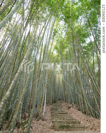 The beautiful bamboo forest in chiayi, Taiwan. 88060125