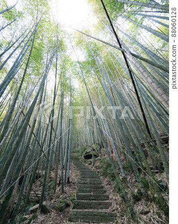 The beautiful bamboo forest in chiayi, Taiwan. The beautiful bamboo forest in chiayi, Taiwan. 88060128