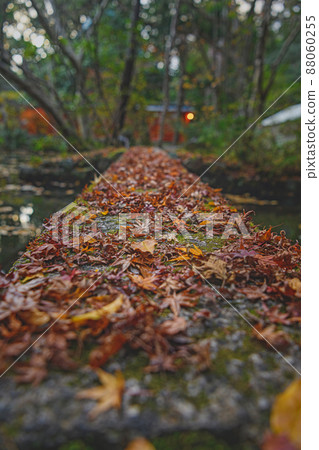 Autumn scenery in the precincts of Kyoto Akayama Zenin Autumn scenery in the precincts of Kyoto Akayama Zenin 88060255