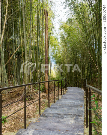 A beautiful bamboo grove in Chiayi, Taiwan. A beautiful bamboo grove in Chiayi, Taiwan. 88060744