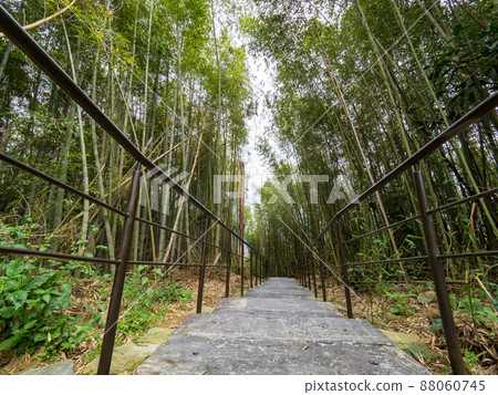 The beautiful bamboo forest in chiayi, Taiwan. 88060745