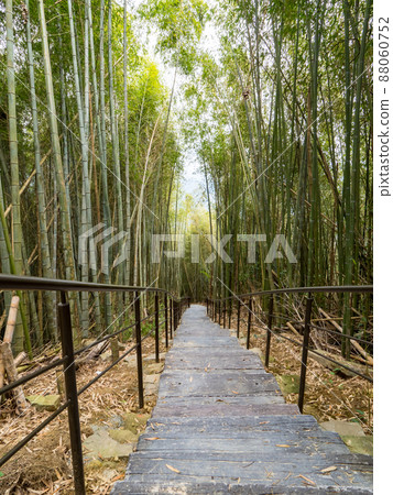 台灣嘉義美麗的竹林。 台灣嘉義美麗的竹林。 88060752