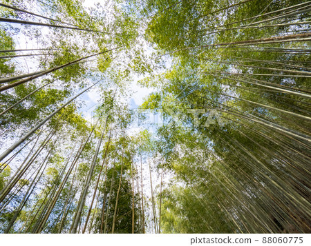 台灣嘉義美麗的竹林。 88060775