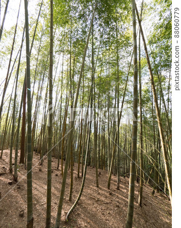 台灣嘉義美麗的竹林。 台灣嘉義美麗的竹林。 88060779