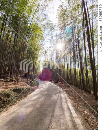 A beautiful bamboo grove in Chiayi, Taiwan. 88060780