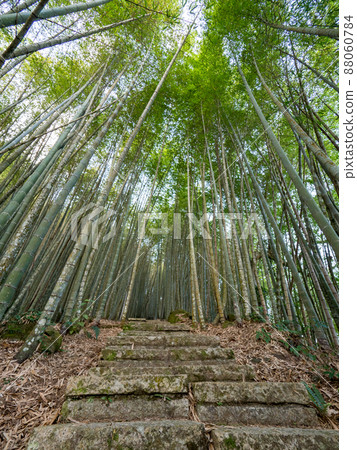 台灣嘉義美麗的竹林。 88060784