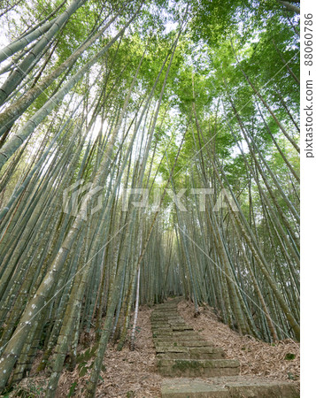 台灣嘉義美麗的竹林。 台灣嘉義美麗的竹林。 88060786