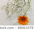 Ornamental flower Kasumisou & Gerbera 88061078