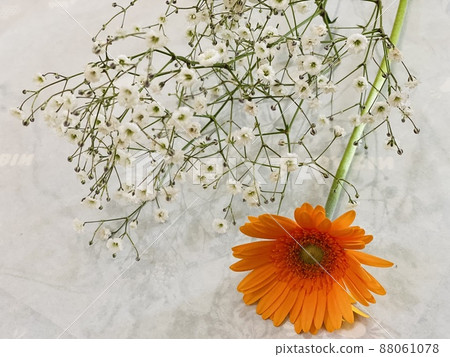 Ornamental flower Kasumisou & Gerbera 88061078