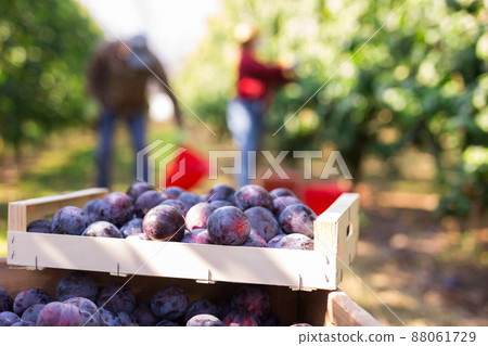 Wooden boxes with plums in plantation Wooden boxes with plums in plantation 88061729