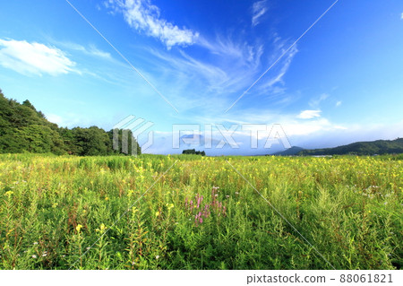 月見草和淺間山 88061821