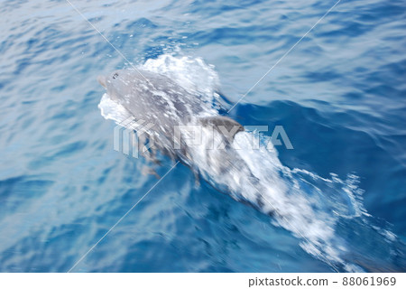 Wild dolphins / Miyakejima / Tokyo 88061969