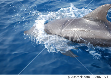 Wild dolphins / Miyakejima / Tokyo Wild dolphins / Miyakejima / Tokyo 88061971