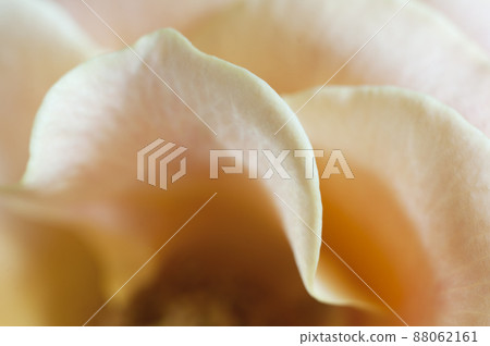 Rose flower fragment, macro shot 88062161