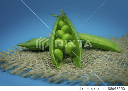 Pea pods and peas on square rustic hessian cloth Pea pods and peas on square rustic hessian cloth 88062360