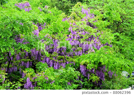 Wisteria flowers that grew naturally on the slopes of the valley 88062396