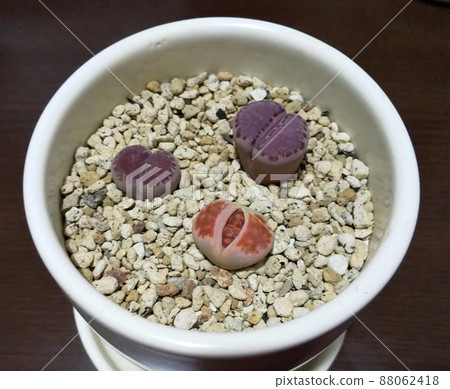 肉質植物生石花蛻皮照片 肉質植物生石花蛻皮照片 88062418