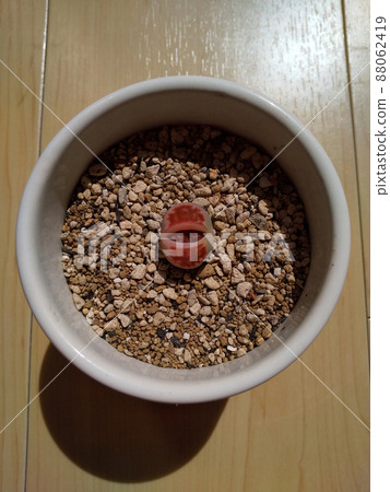 肉質植物生石花蛻皮照片 88062419