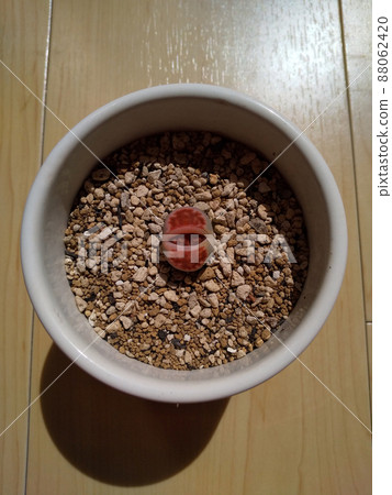 肉質植物生石花蛻皮照片 肉質植物生石花蛻皮照片 88062420