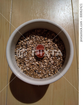 肉質植物生石花蛻皮照片 肉質植物生石花蛻皮照片 88062421