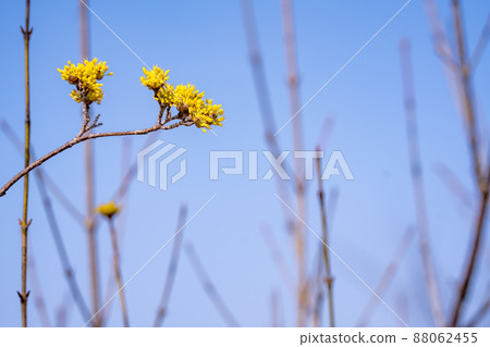 在春天之前開花的黃色山茱萸花 88062455
