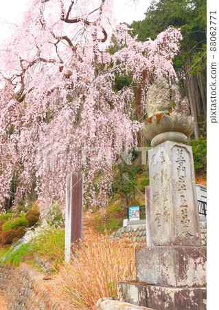 青梅市白乾寺 垂枝櫻花 88062771