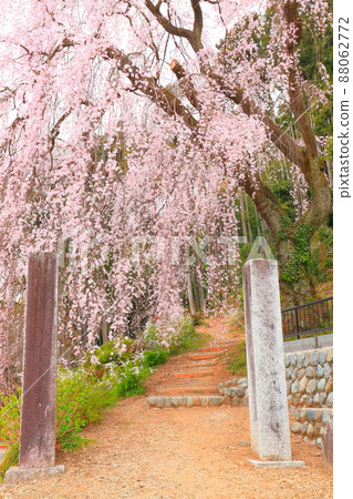 Baiganji Temple, Ome City Weeping cherry tree 88062772