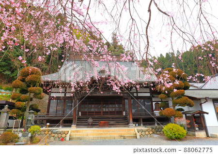 Baiganji Temple, Ome City Weeping cherry tree 88062775