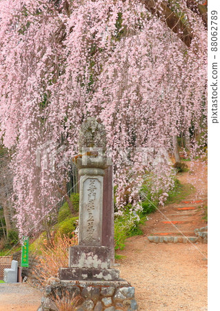 Baiganji Temple, Ome City Weeping cherry tree 88062789
