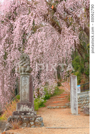 Baiganji Temple, Ome City Weeping cherry tree 88062790