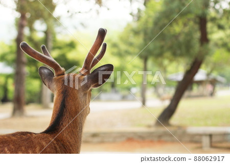 Nara deer looking into the distance Japan Asia Nara deer looking into the distance Japan Asia 88062917