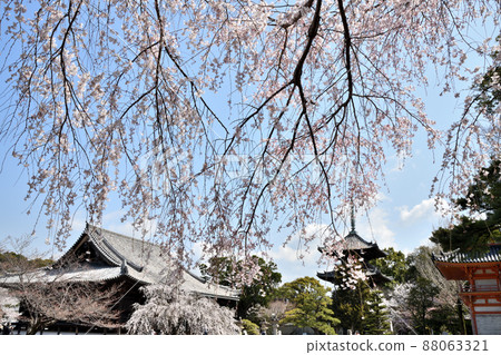 Dojoji (weeping cherry tree) [Gobo City, Wakayama Prefecture] 88063321