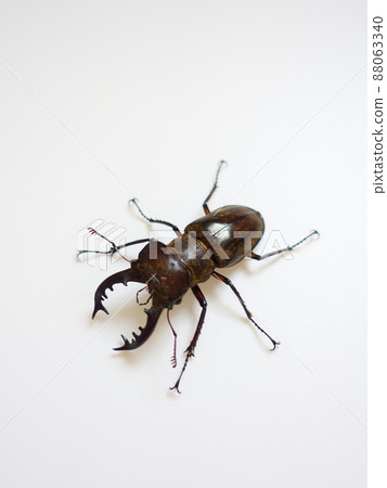Miyama stag beetle Miyama stag beetle 88063340