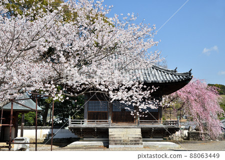 Dojoji Temple (Gomado and Irisou Sakura) [Gobo City, Wakayama Prefecture] 88063449