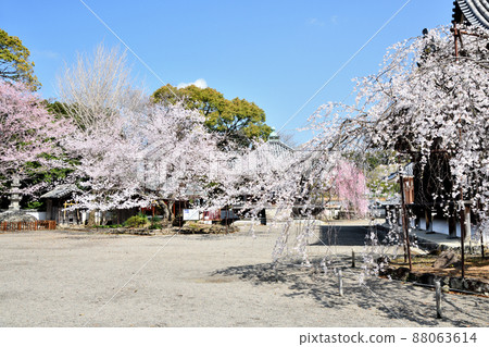 道成寺（Irisou Sakura）[和歌山縣禦坊市] 88063614