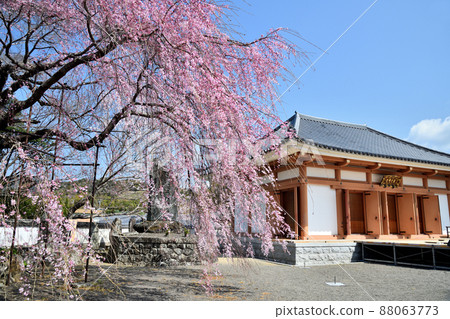 Dojoji Temple (Nembutsu-do, weeping cherry tree) [Gobo City, Wakayama Prefecture] 88063773