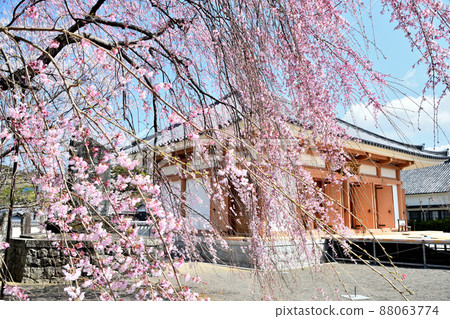 道成寺(念佛堂,垂枝櫻花)【和歌山縣禦坊市】 道成寺(念佛堂,垂枝櫻花)【和歌山縣禦坊市】 88063774