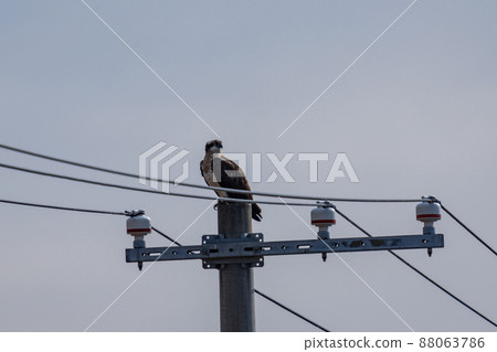 Osprey resting on a telephone pole Osprey resting on a telephone pole 88063786