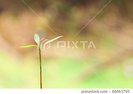 Avocado sprout Avocado sprout 88063795