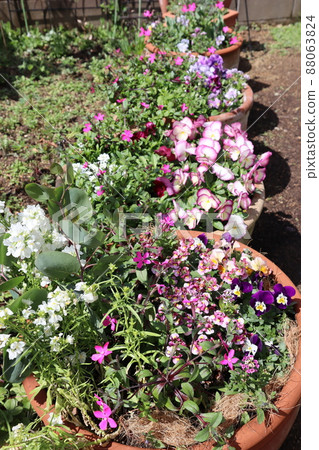 春園花卉群植 88063824