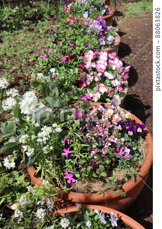 春園花卉群植 88063826