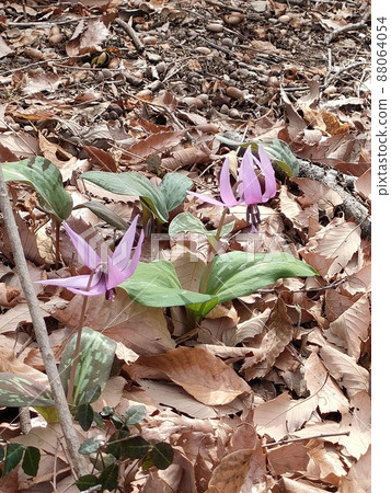 Flower of Japanese erythronium (Kanetsukidosan / Fukaya City, Saitama Prefecture) 88064054