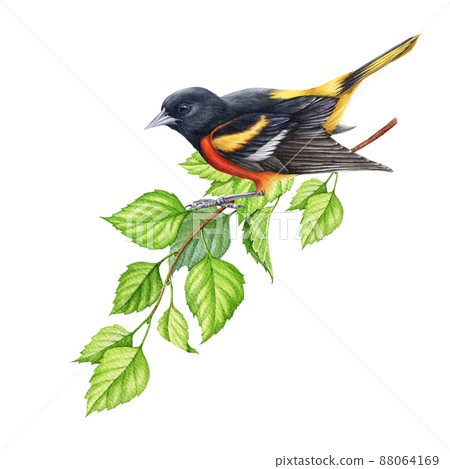 Baltimore Oriole Bird Illustration Stock Illustration - Download